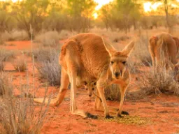Kenguruungen er bare 2 cm ved fødselen og blir i pungen til den er stor nok