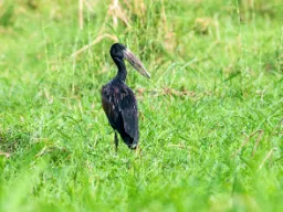 Den afrikanske skjesnabelen har et spesielt nebb, perfekt til å fange snegler og muslinger Den afrikanske skjesnabelen har et spesielt nebb, perfekt til å fange snegler og muslinger