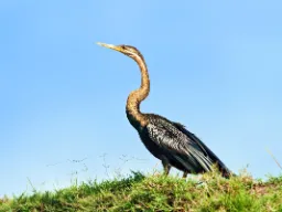 Den afrikanske slangehalsfuglen lever ved innsjøer og elver, hvor den fanger fisk med sitt spisse nebb. Den lange halsen gir den navnet «slangehals» Den afrikanske slangehalsfuglen lever ved innsjøer og elver, hvor den fanger fisk med sitt spisse nebb. Den lange halsen gir den navnet «slangehals»