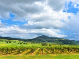 Vingårder i Hunter Valley