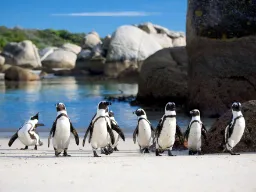 Pingvinene poserer på Boulders Beach Pingvinene poserer på Boulders Beach