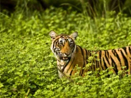 Av de store kattedyrene varierer tigeren mest i størrelse – fra 65 til 320 kg Av de store kattedyrene varierer tigeren mest i størrelse – fra 65 til 320 kg