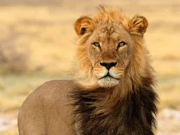 Hannløven lever typisk 8–12 år Hannløven lever typisk 8–12 år