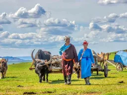 Mongolske nomader med oksetrukne vogner på steppene Mongolske nomader med oksetrukne vogner på steppene