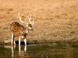 Axishjort, Ranthambore nasjonalpark