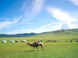 Kamelen pukler på steppen Kamelen pukler på steppen