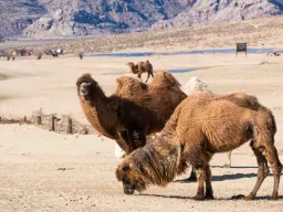 Kameler i Gobiørkenen – tilpasset Mongolias barske klima – de tåler temperaturer mellom -40 og +40 grader Kameler i Gobiørkenen – tilpasset Mongolias barske klima – de tåler temperaturer mellom -40 og +40 grader