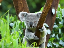 Koalaen er et trelevende pungdyr som hovedsakelig lever av eukalyptusblader