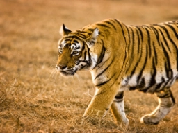 Tigre er territoriale og jakter vanligvis alene