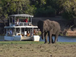 Den afrikanske savanneelefanten kan veie opptil 7 000 kg – hunnene litt over halvparten