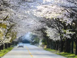 Vårstemning med blomstrende kirsebærtrær i Naejangsan nasjonalpark Vårstemning med blomstrende kirsebærtrær i Naejangsan nasjonalpark