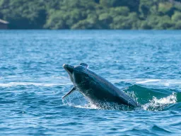 Delfinen leker i havet ved Bocas del Toro Delfinen leker i havet ved Bocas del Toro
