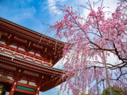 Kirsebærtrær i blomst ved Asakusa Kannon-tempelet