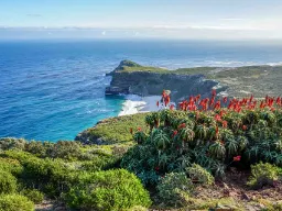 Kapp det gode håp-området med rødblomstrende aloer Kapp det gode håp-området med rødblomstrende aloer