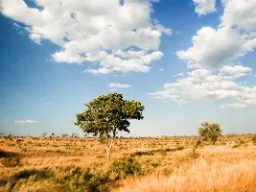 Nyt den afrikanske savannen Nyt den afrikanske savannen