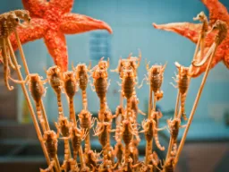 Skorpioner og sjøstjerner på spyd – kinesisk gatekjøkkenmat Skorpioner og sjøstjerner på spyd – kinesisk gatekjøkkenmat