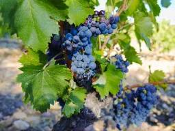 Blå druer i vinmark i Châteauneuf-du-Pape