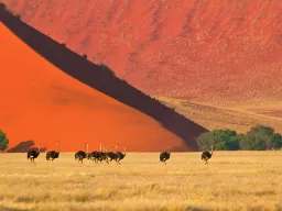Strutseflokk i Namib-ørkenen med den røde sanden Strutseflokk i Namib-ørkenen med den røde sanden