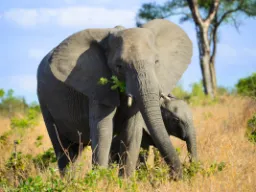 Elefantens ører kan bli opptil 1,5 meter lange og hjelper til med å regulere kroppstemperaturen Elefantens ører kan bli opptil 1,5 meter lange og hjelper til med å regulere kroppstemperaturen