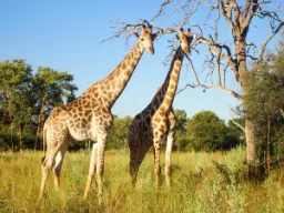 Sjiraffer er verdens høyeste dyr og blir 5,5–6 meter høye Sjiraffer er verdens høyeste dyr og blir 5,5–6 meter høye