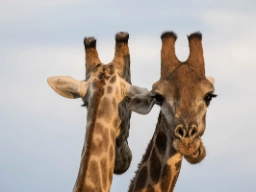Giraffenes hanner bruker blant annet hornene i kamp