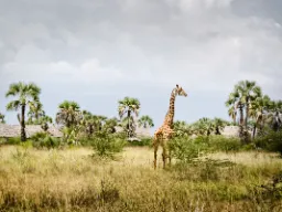 Giraffer kan bli høyere enn et toetasjes hus Giraffer kan bli høyere enn et toetasjes hus
