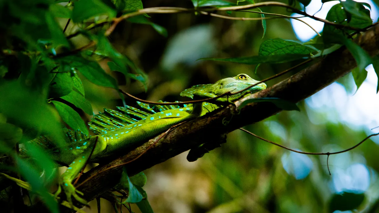 En grønn basilisk – også kalt jesusøglen – hviler på en gren i Tortuguero