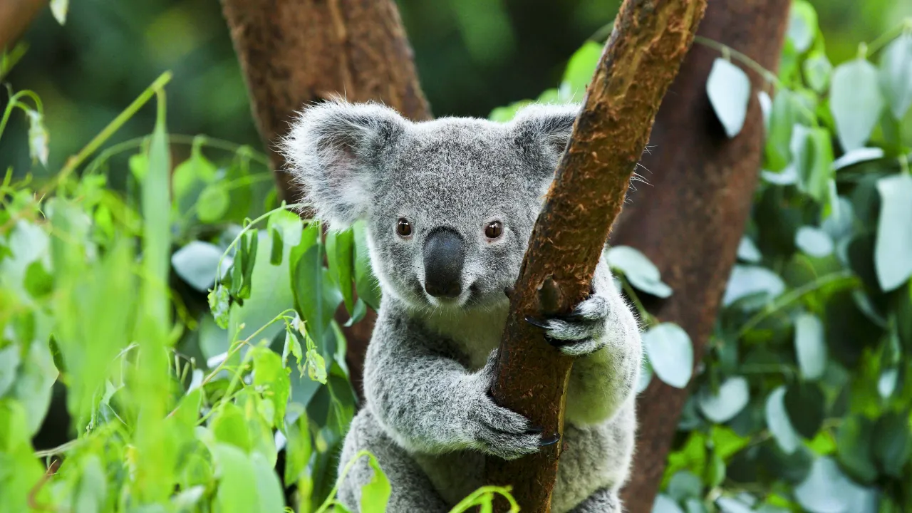 Koalaen er et trelevende pungdyr som hovedsakelig lever av eukalyptusblader