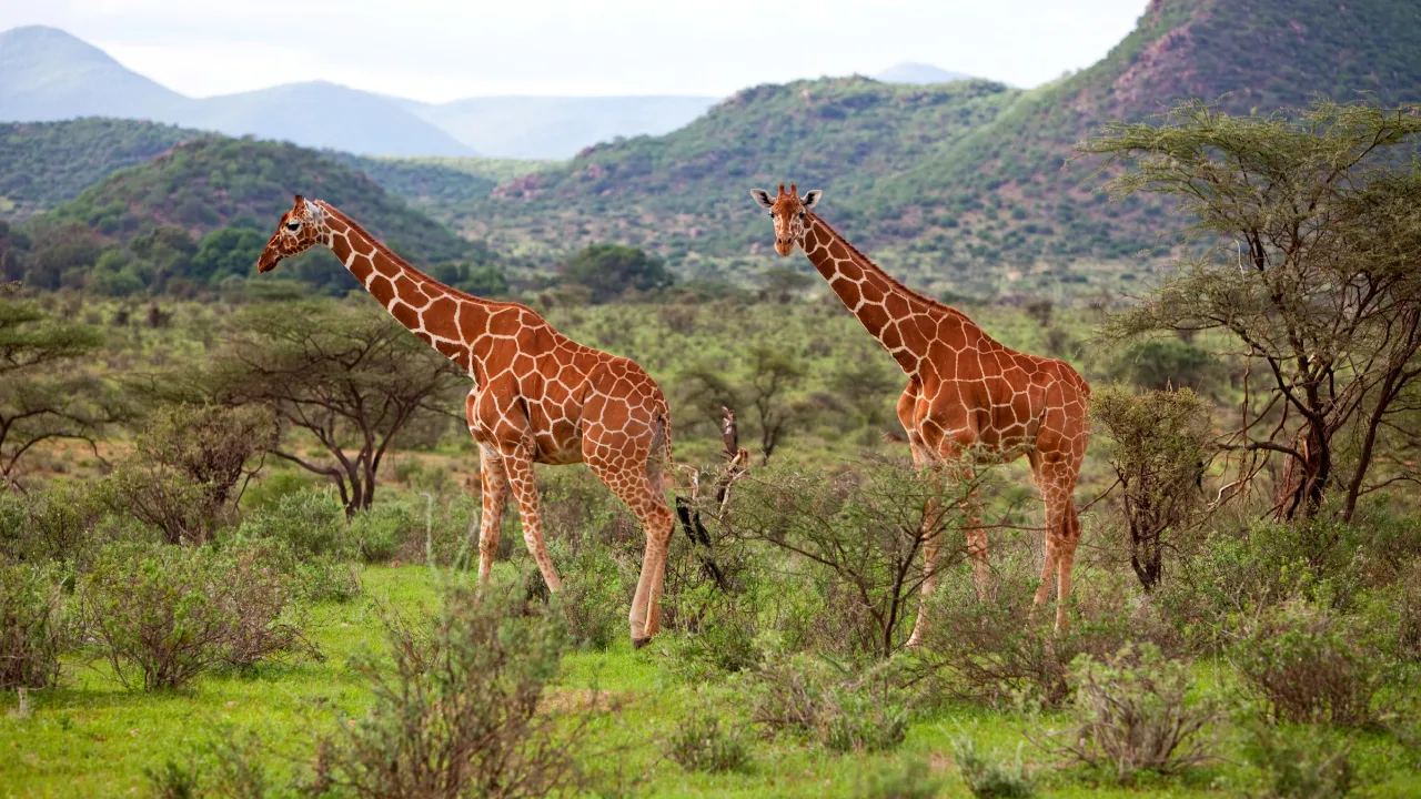 Giraffen er verdens høyeste dyr og kan bli opptil 6 meter høy