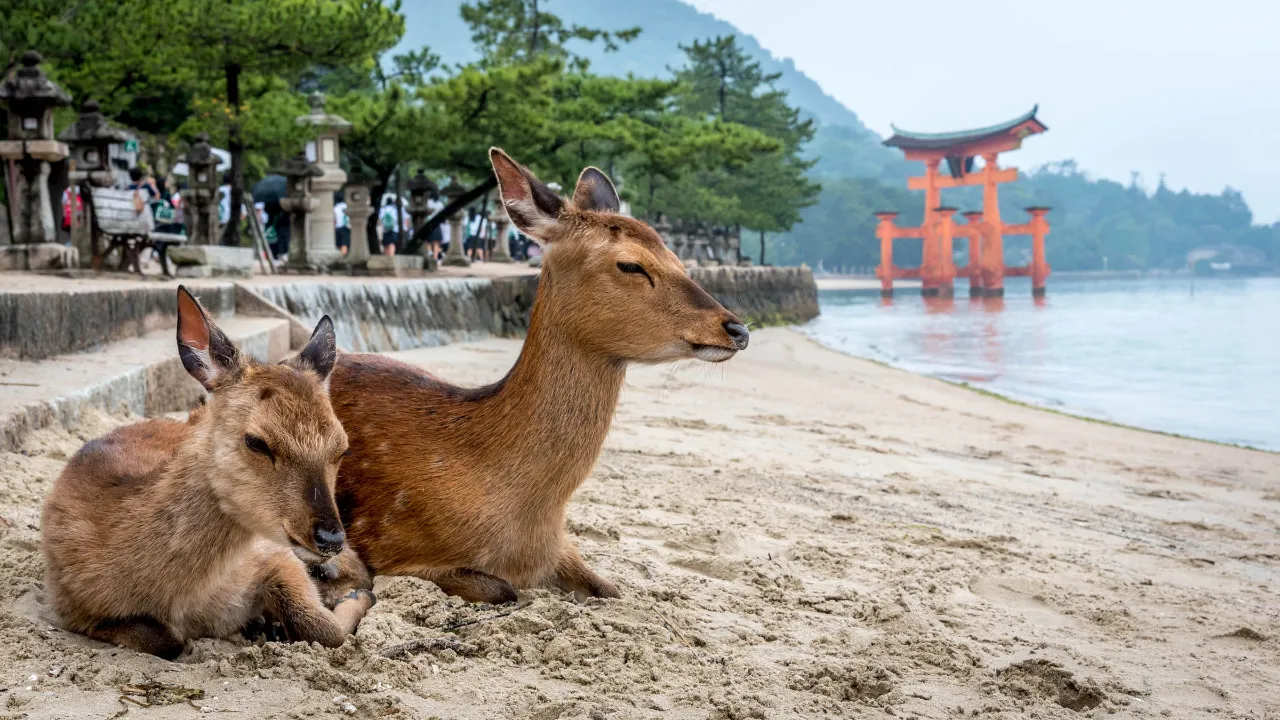 Scene fra Miyajima-øya, hvor hjortene regnes som hellige Scene fra Miyajima-øya, hvor hjortene regnes som hellige
