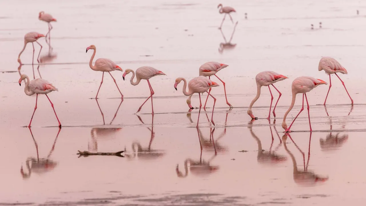 Flamingoer i det gruntvannsområdet ved Walvis Bay, Namibia