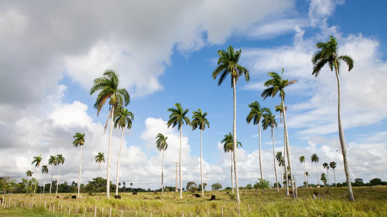 Palmer i Camagüey Palmer i Camagüey