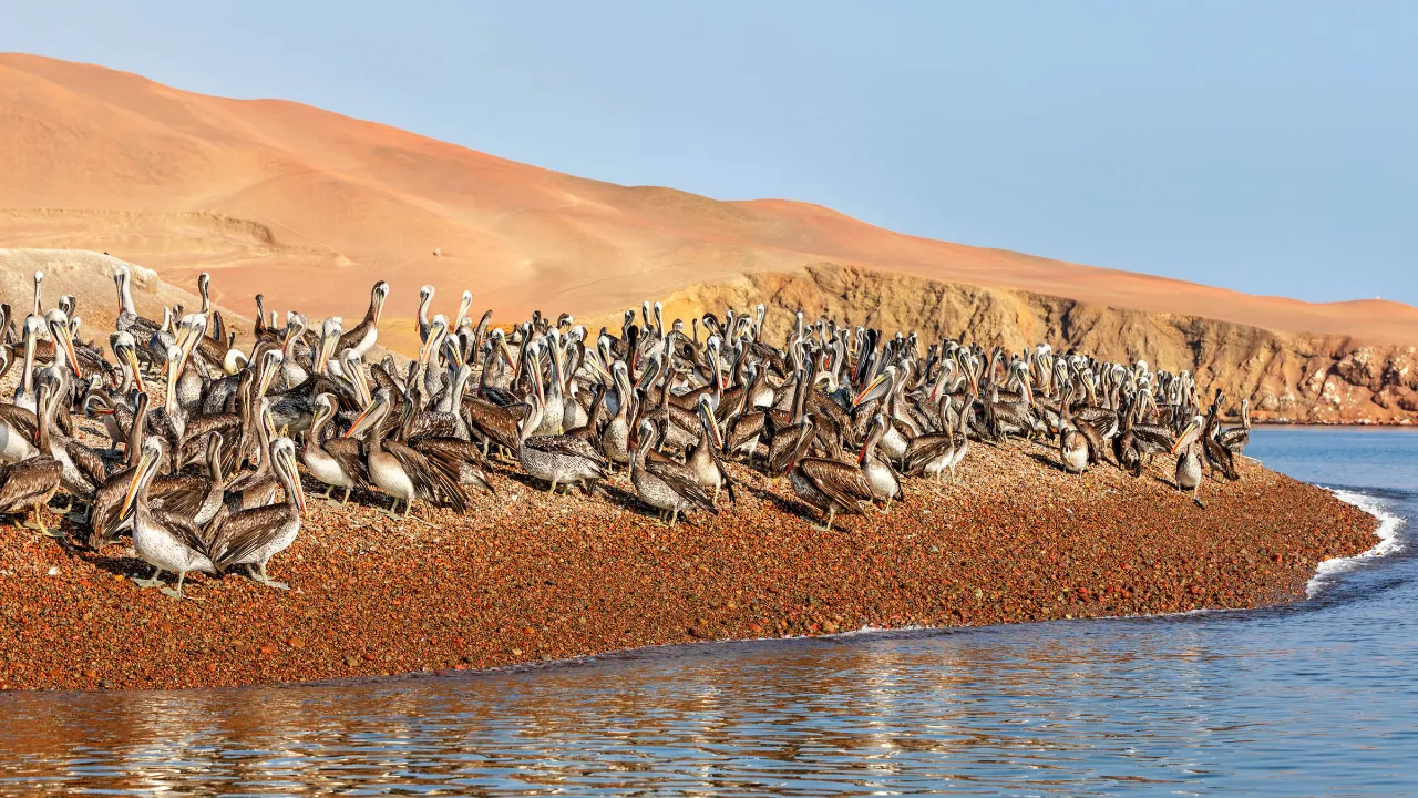 Pelikansamling ved kysten i Paracas nasjonalreservat Pelikansamling ved kysten i Paracas nasjonalreservat