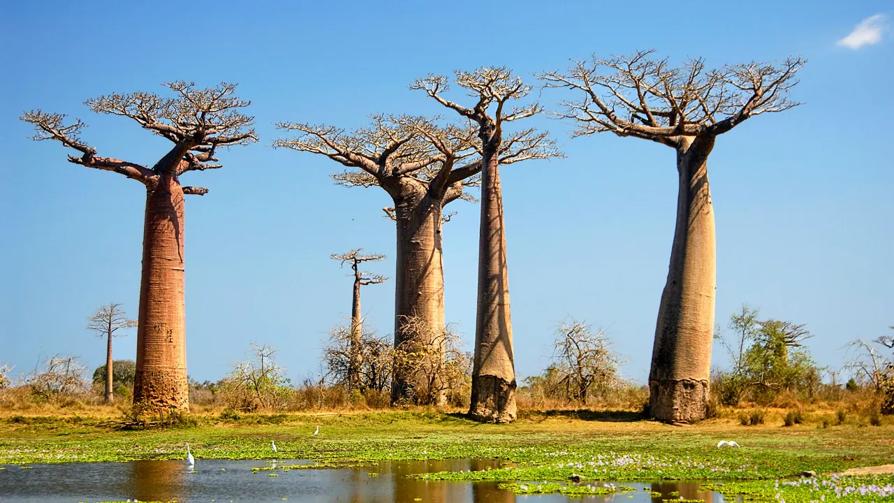 Baobabtrær, Madagaskar