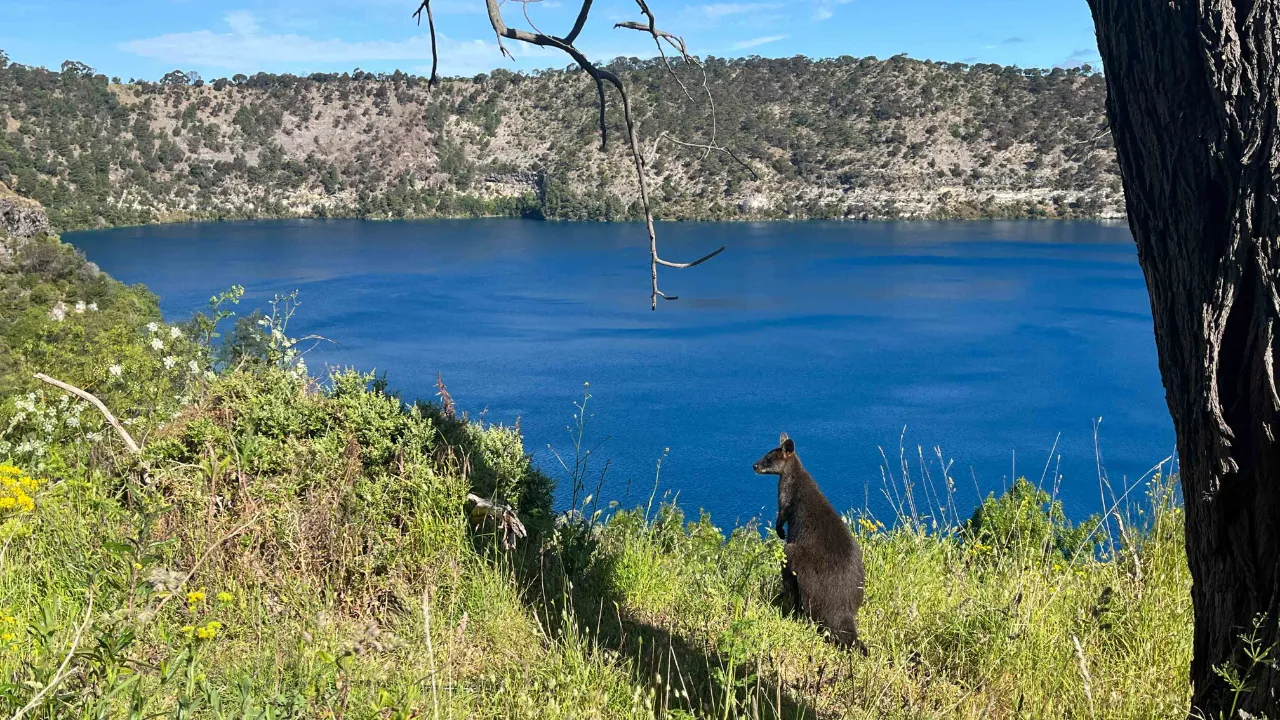 Wallaby med fantastisk utsikt over Blue Lake i Mount Gambier