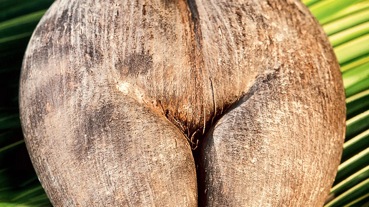 Coco de Mer er verdens største palmefrø og finnes kun på Seychellene Coco de Mer er verdens største palmefrø og finnes kun på Seychellene