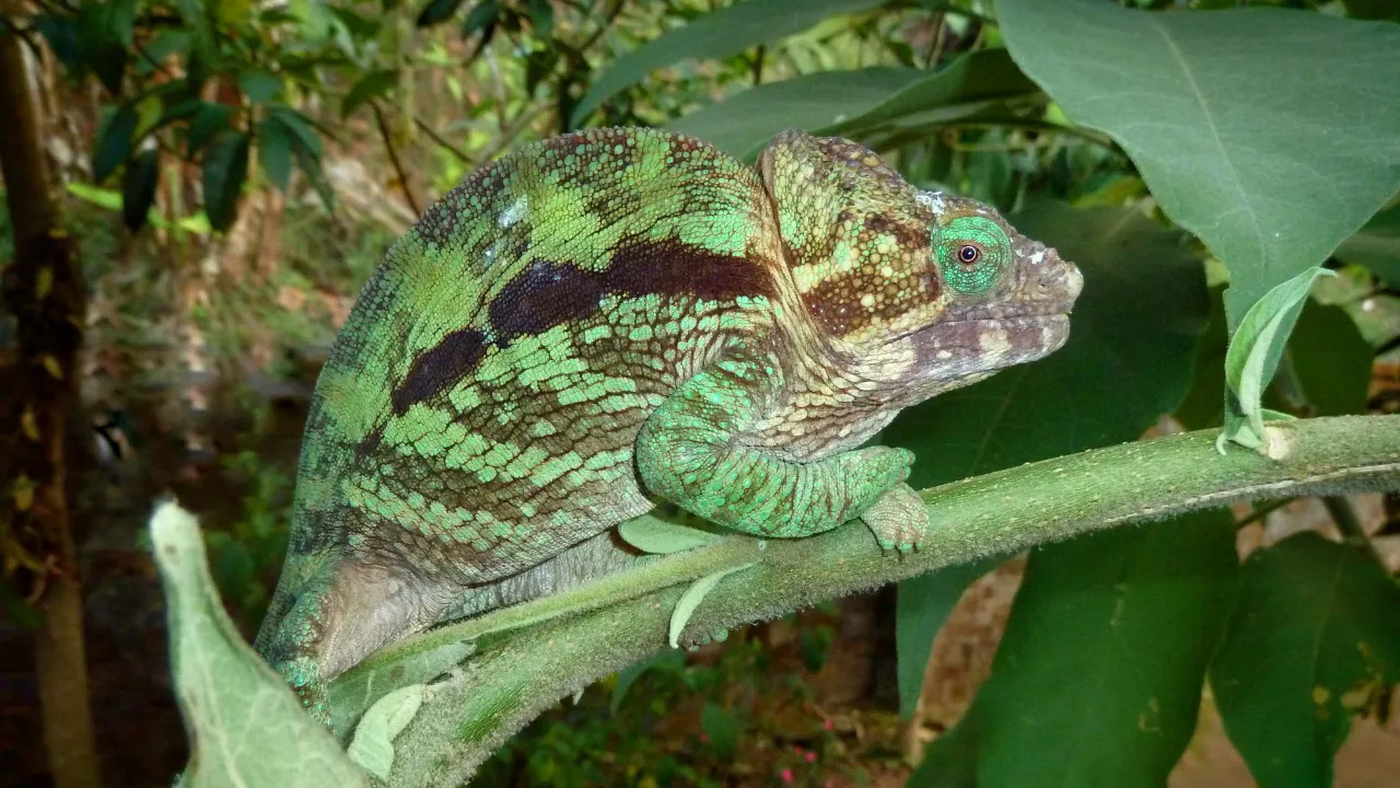 Kameleon, Madagaskar