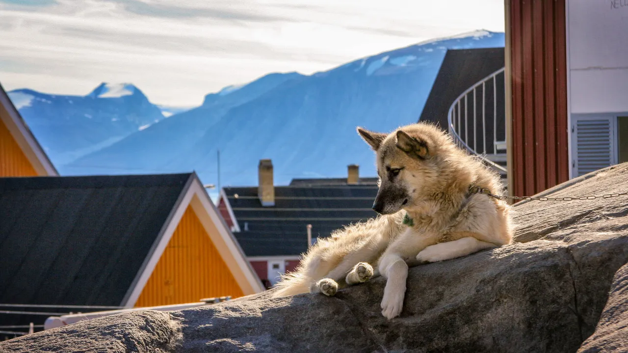 Sledehund slapper av