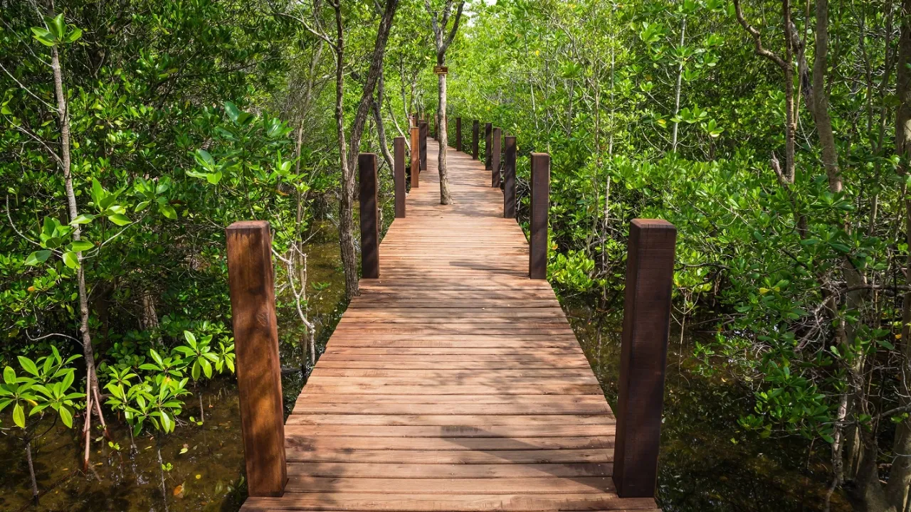 Trebro strekker seg gjennom den frodige mangroveskogen ved Kung Krabaen Bay i Chanthaburi Trebro strekker seg gjennom den frodige mangroveskogen ved Kung Krabaen Bay i Chanthaburi