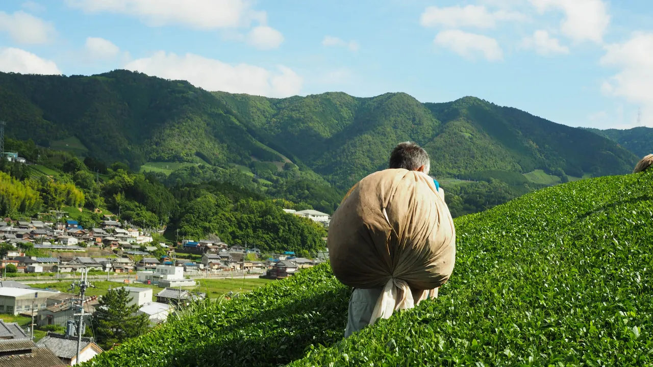 En japansk tebonde med nyplukkede teblader i åsene En japansk tebonde med nyplukkede teblader i åsene