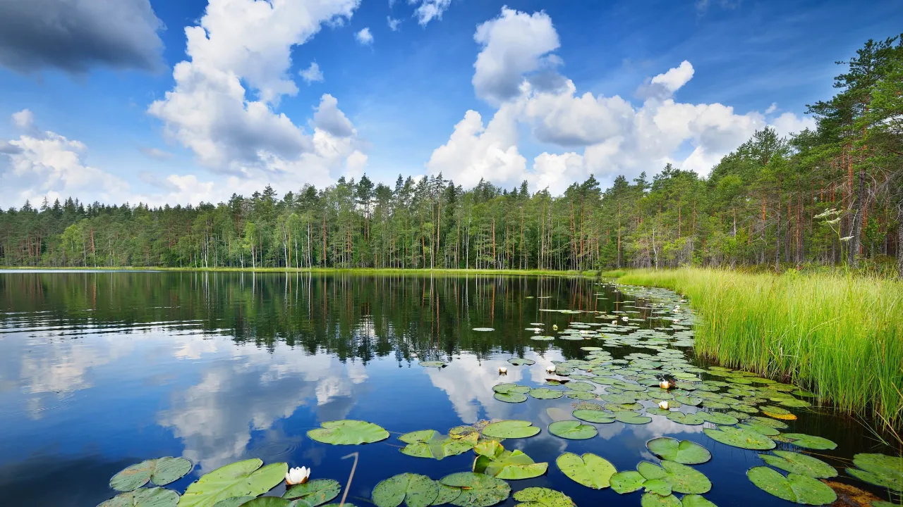 Saimaa-sjøen, Finlands største, er hjemsted for den sjeldne saimaa-ringselen, som bare lever der Saimaa-sjøen, Finlands største, er hjemsted for den sjeldne saimaa-ringselen, som bare lever der