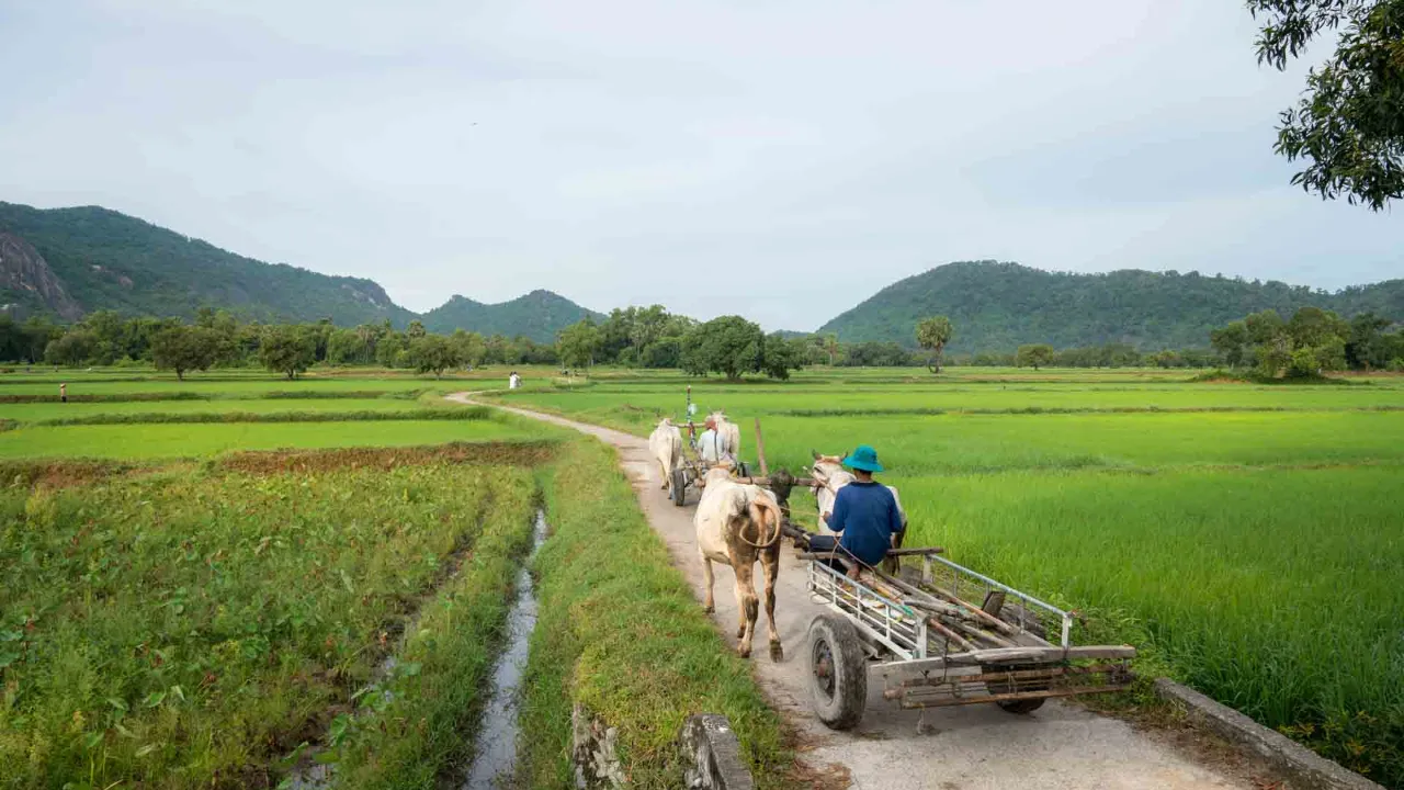 Frodige rismarker i Mekongdeltaet nær Châu Đốc Frodige rismarker i Mekongdeltaet nær Châu Đốc
