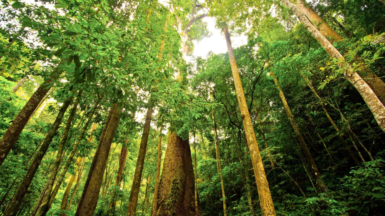 Tropisk regnskog på Borneo