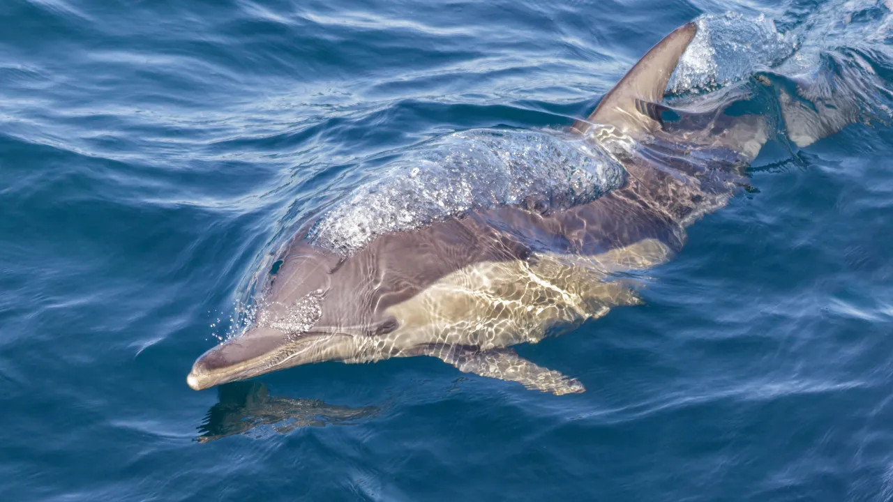 Delfin (tumlare) ved Port Stephens