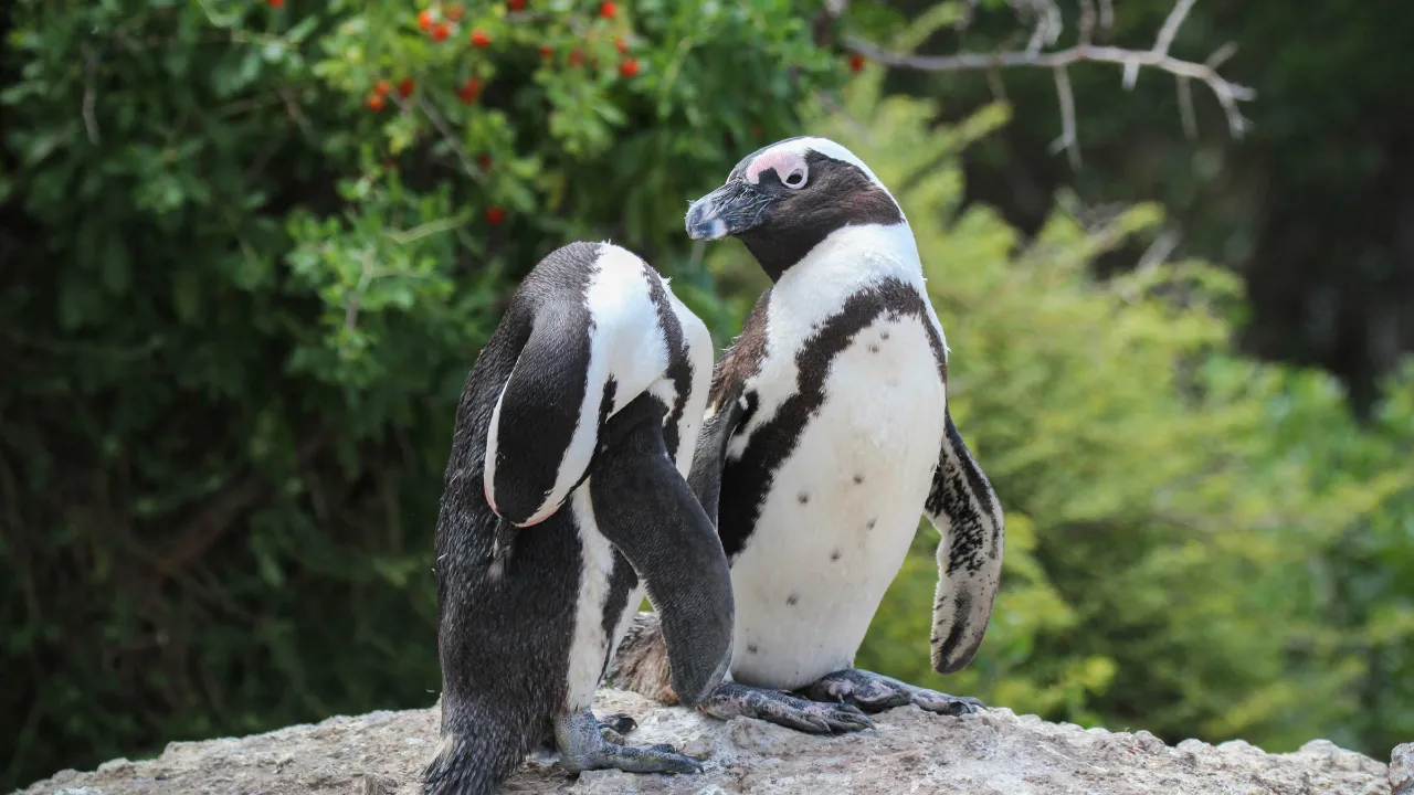 Afrikanske pingviner ved Boulders Beach nær Simon's Town