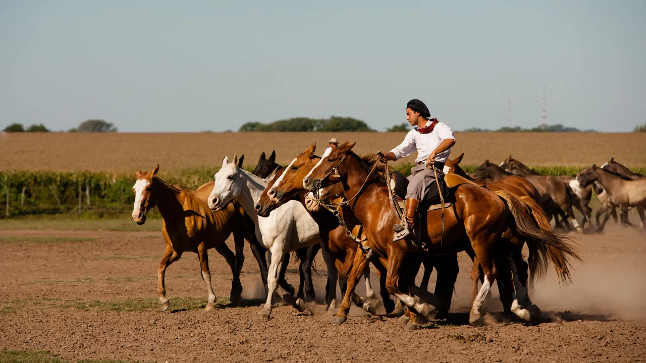 Gaucho med hesteflokk på den argentinske pampasen