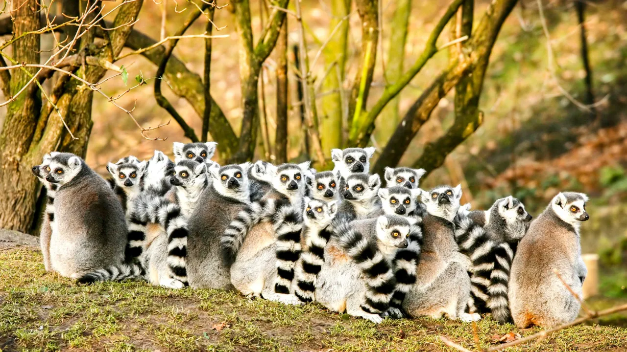 Lemurer, Madagaskar