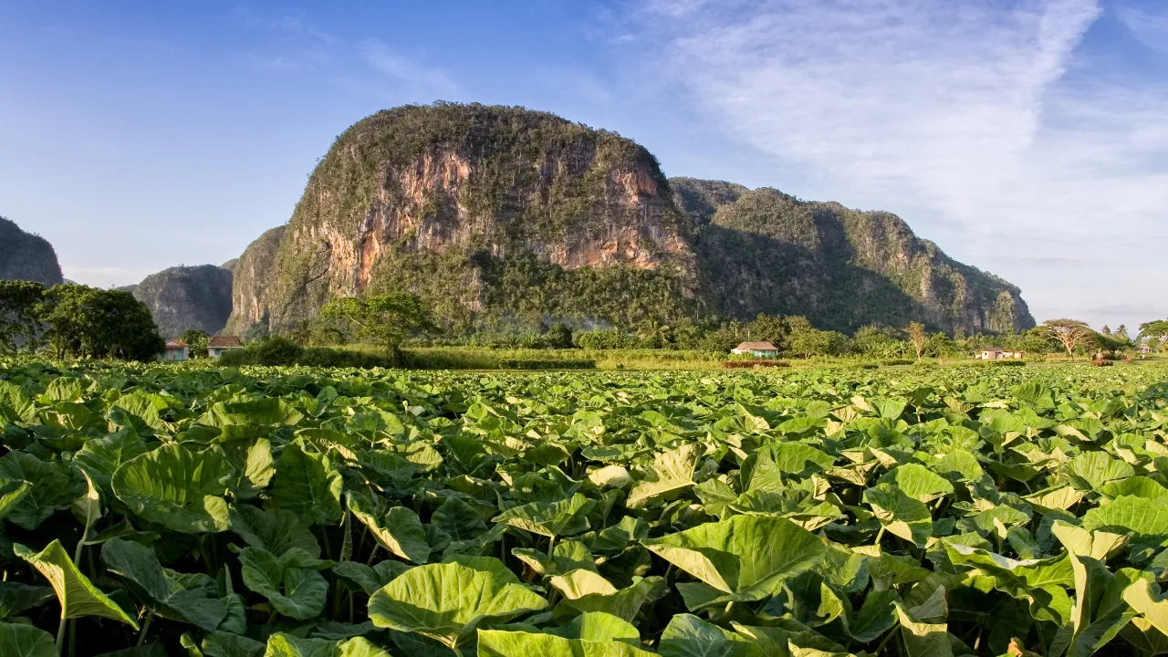 Tobakksplantasje i Viñales-dalen Tobakksplantasje i Viñales-dalen