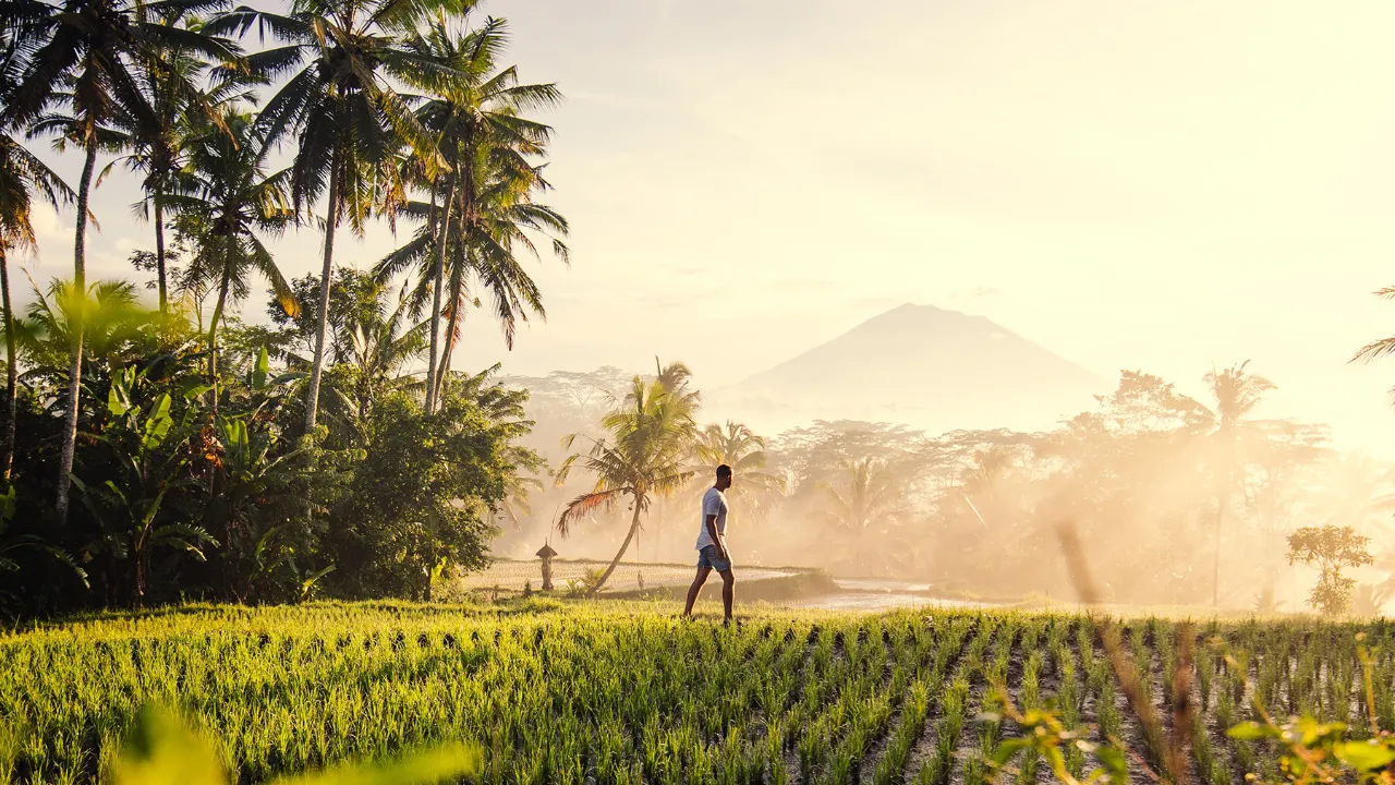Fottur i rismarkene ved Ubud, Bali Fottur i rismarkene ved Ubud, Bali