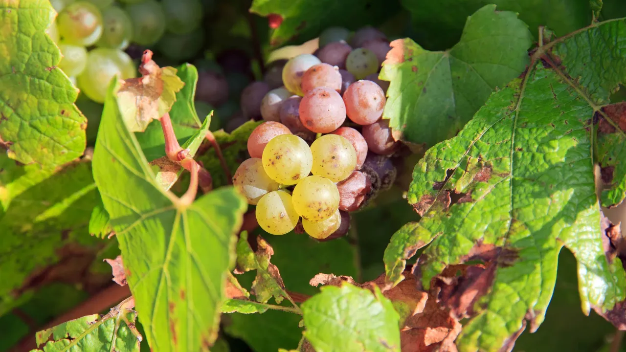Druer i Chablis Druer i Chablis